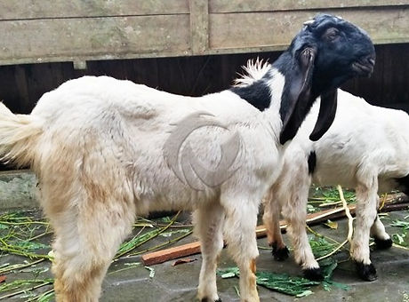 kambing-etawa-1280x720.jpg