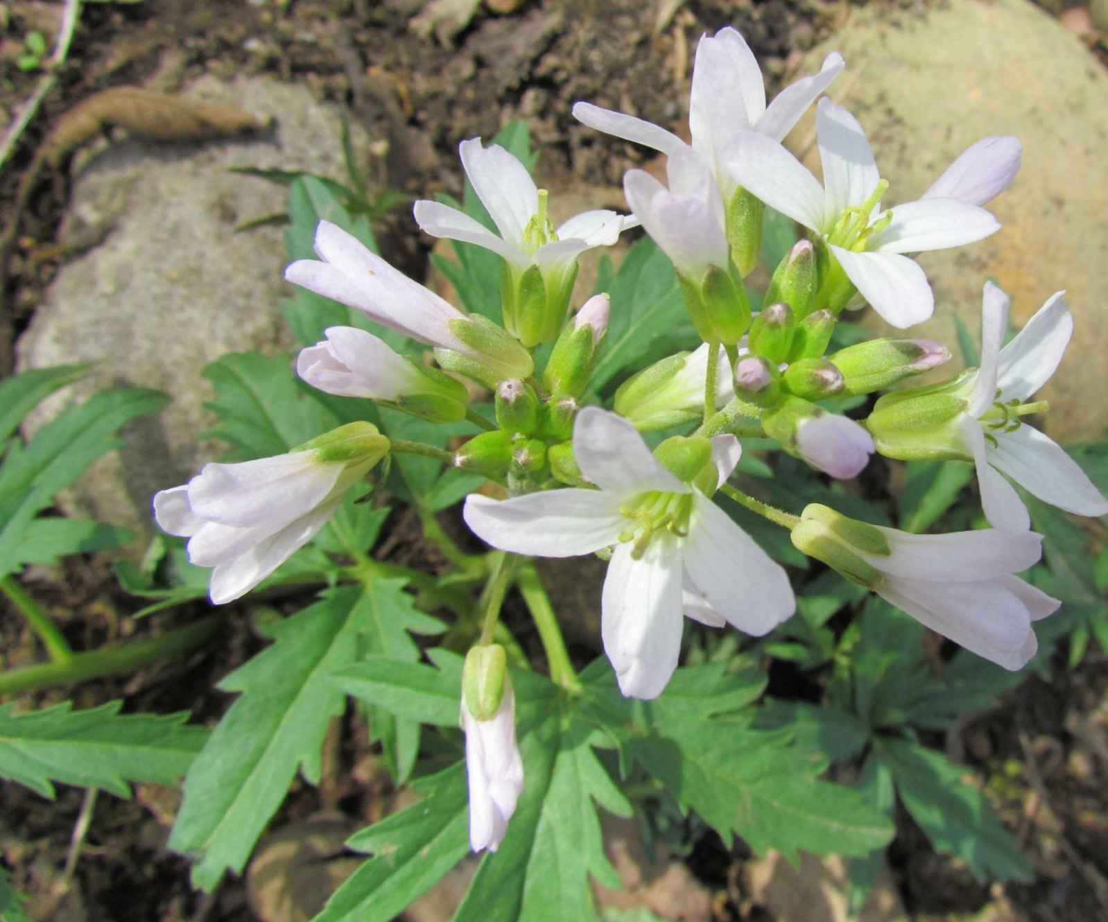 Plant Profile Cardamine concatenataCutleaf Toothwort