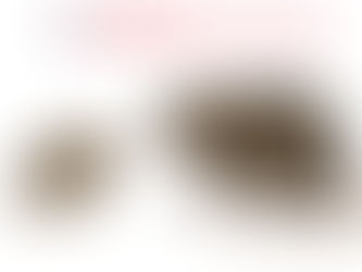 Mice or Rats? Here’s How to Tell the Difference