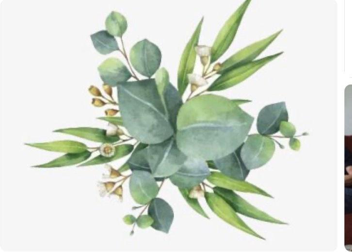 Thumbnail: Eucalyptus Spearmint