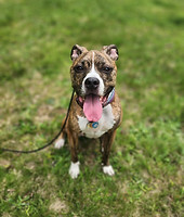 Dog Training Pitbull