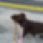 Dog Walker Downtown Dallas