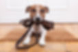 Dog Walker Highland Park Dallas