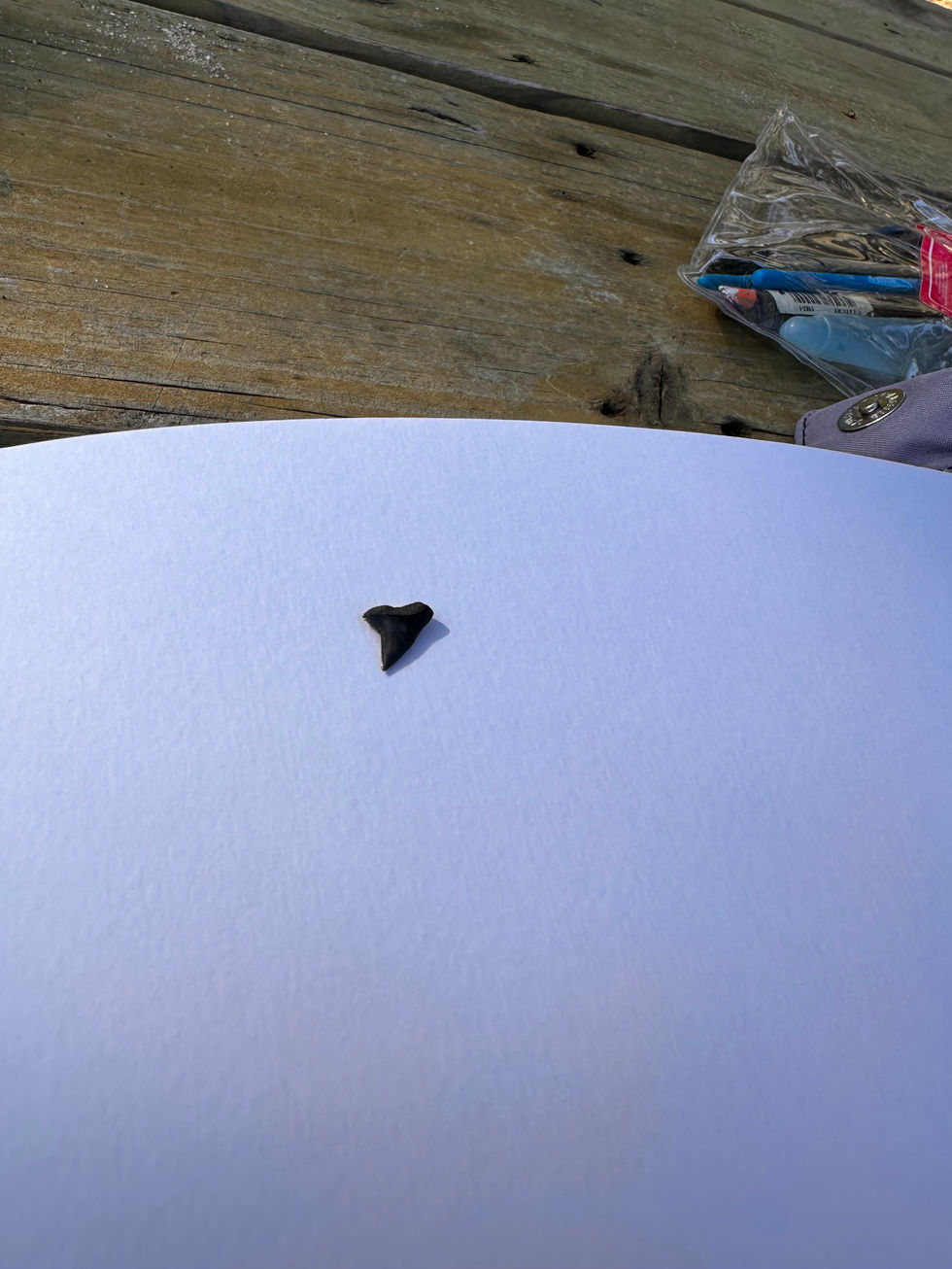 Fossilized Shark Tooth