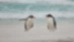 Comedy Wildlife Photography Exhibition. Two Penguins by The Sea