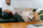 rent 1800 apartment pet-friendly