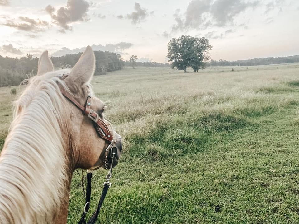 Trail Rides Elsberry Riding And Farm Rockmart