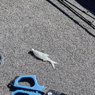 Fish on the ground