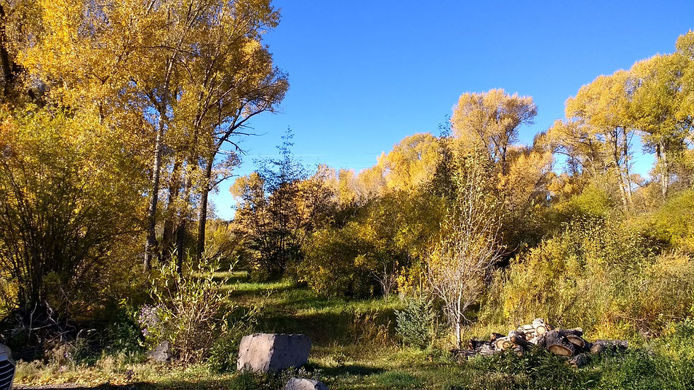 A scenic view of a forest clearing with vibrant yellow autumn foliage and a pile of cut logs in the foreground.