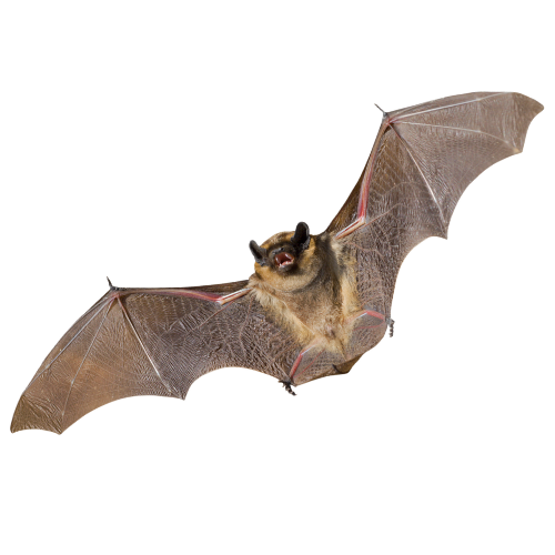 an image of flying bat