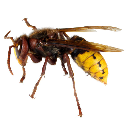 an image of a hornet