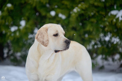 Сarpathian Hunter House Chic Art 