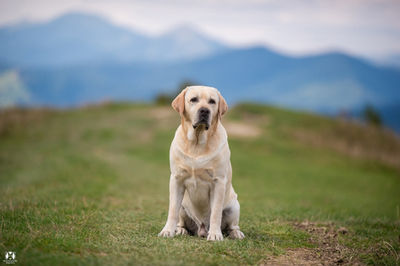 ABOVE THE LAW MASCOT SKIF