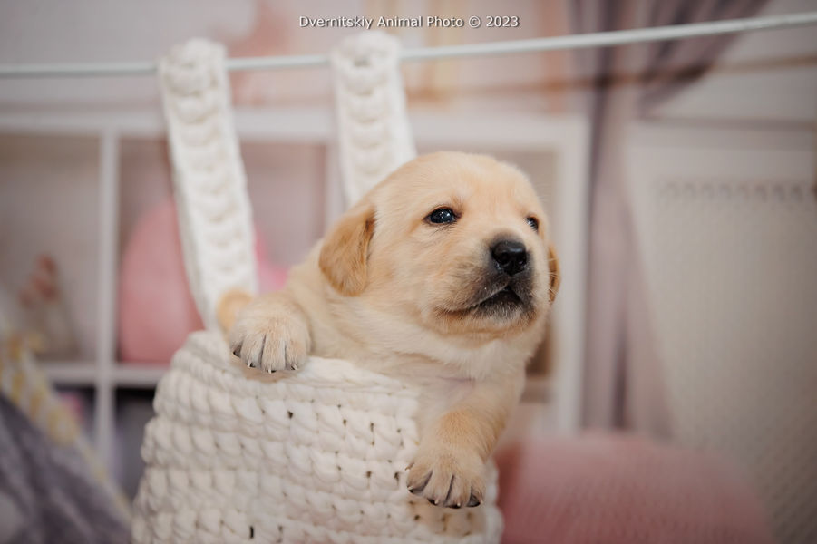 Цуценята лабрадор-ретривера