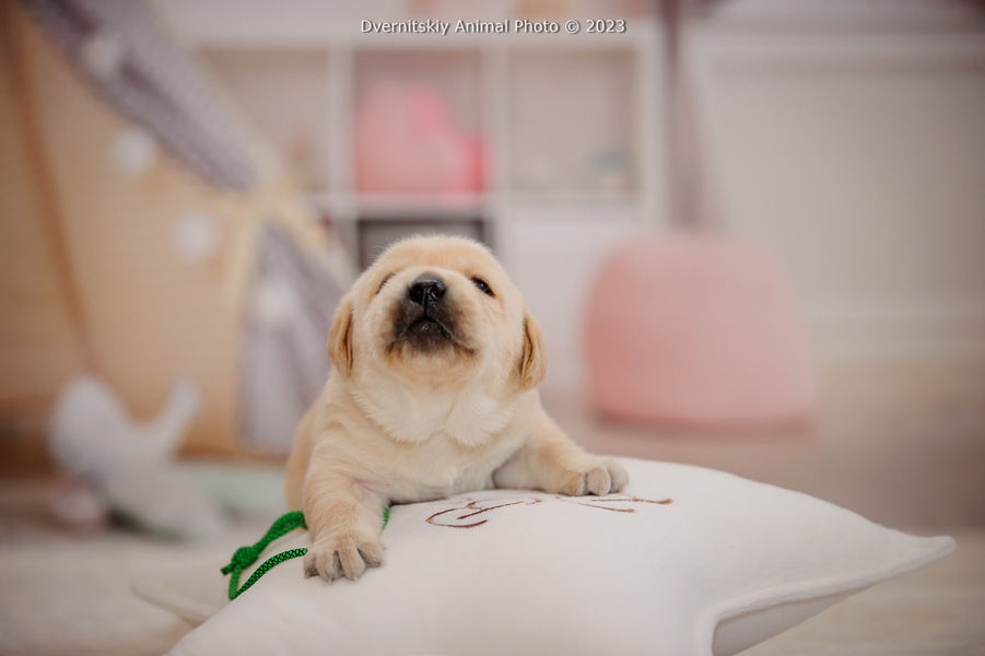 Цуценята лабрадор-ретривера