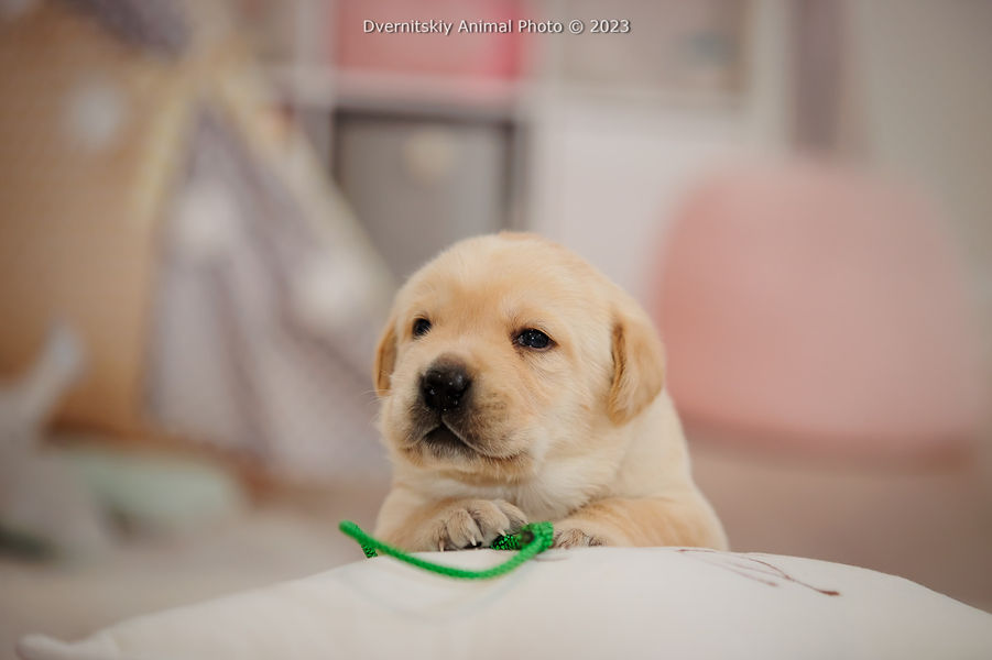 Цуценята лабрадор-ретривера