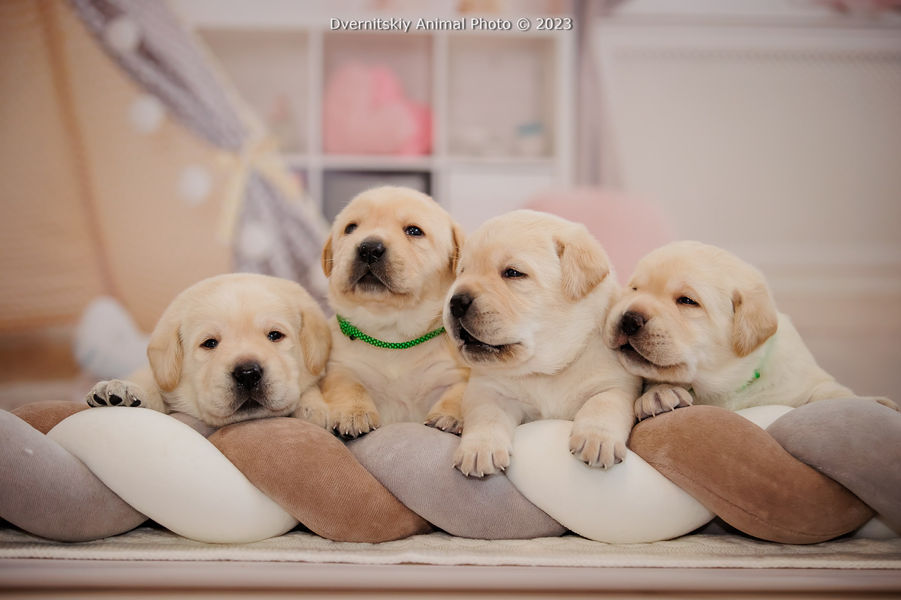 Жовте цуценя лабрадора