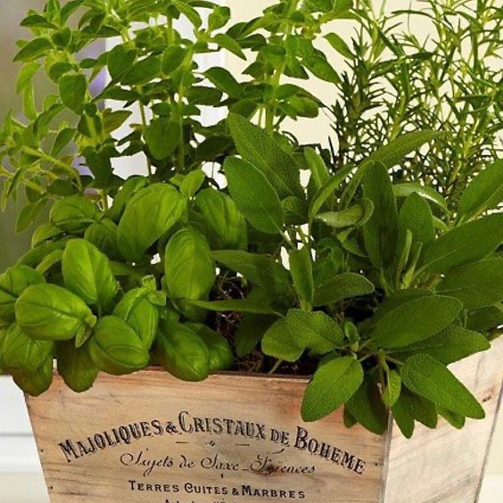 Megan's Kitchen Garden workshop(1)