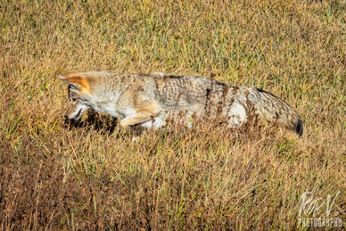 Coyote Hayden Valley.jpeg