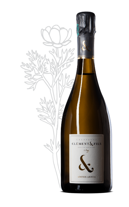 Thumbnail: Champagne Clément & Fils, Adonis Annua