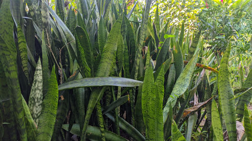 Sansevieria trifasiata.jpg