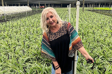 Croton Petra (4).jpg