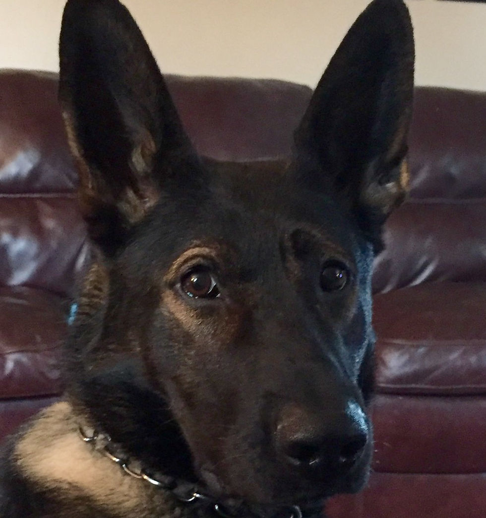 Kaos showing off ears