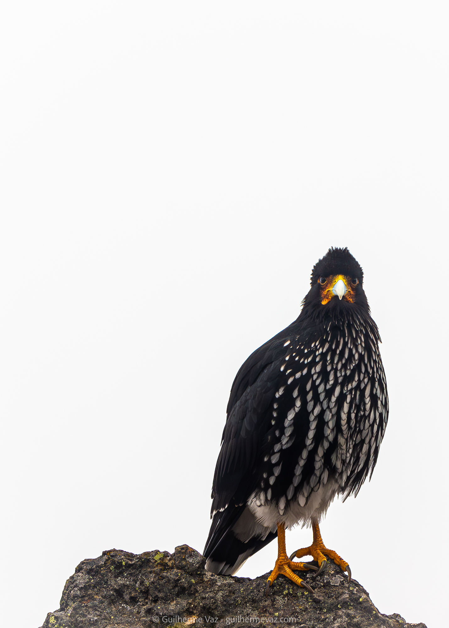 Carcará Andino no Vulcão Pichincha