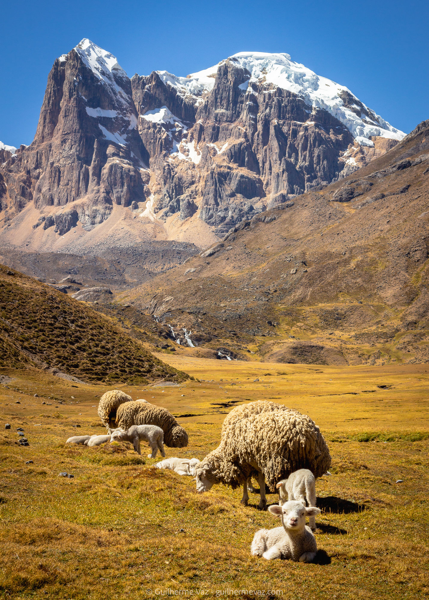 Ovelhas na Cordilheira de Huayhuash