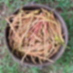 Summer Foraging - Edible & Medicinals