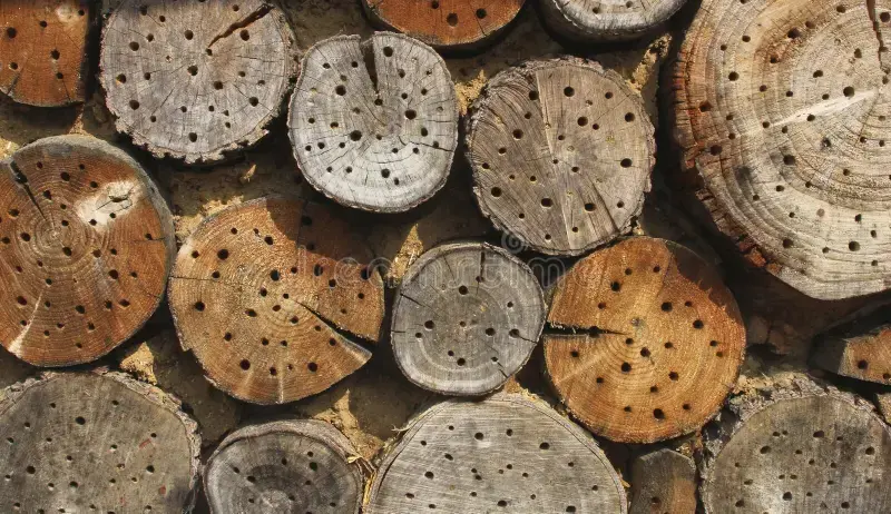 Introduction to Biodynamic Beekeeping & Log Hive Building Tutorial