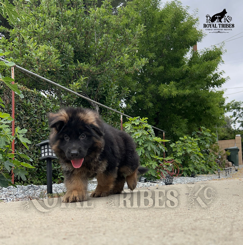 Long Hair German Shepherd Puppy for Sale