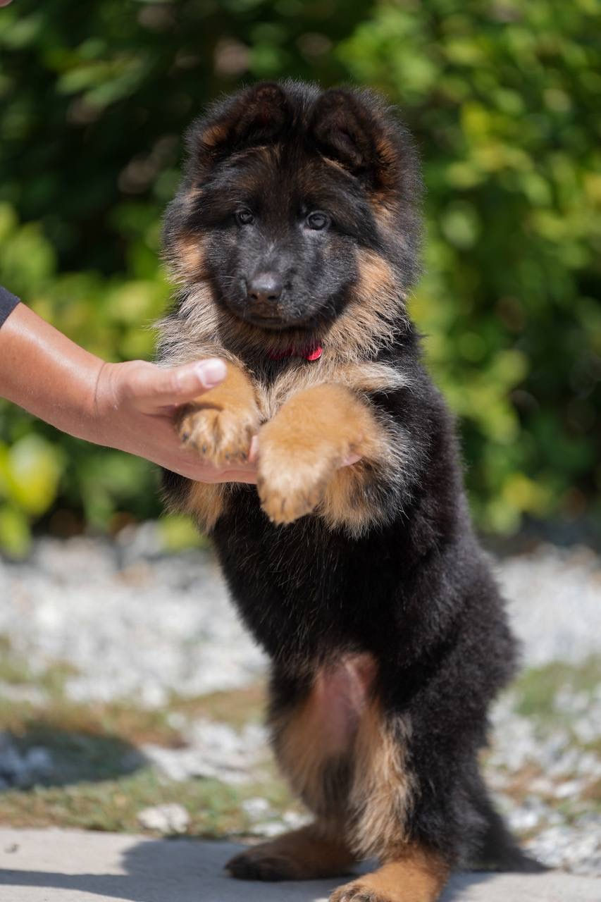 German Shepherd puppies