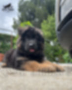 Long Hair German Shepherd Puppies for Sale