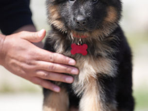 Welcome to Royal Tribes K9: Now Serving Manhattan Beach, California!