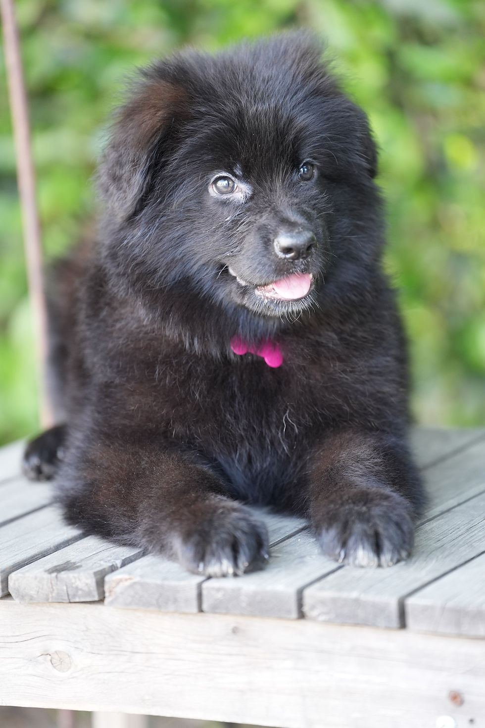 German Shepherd puppies