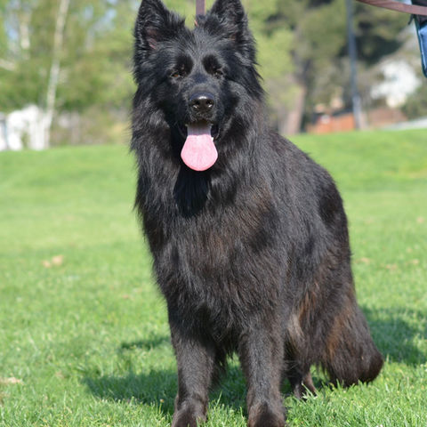 Charming long-haired German Shepherd enjoying California's sunny ambiance