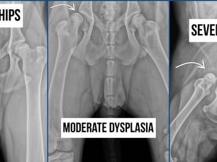 Hip Dysplasia in Dogs: It's Not Just About Genes