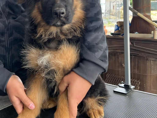 Now Serving Carrollton, Texas: Your Trusted German Shepherd Breeder Is Here!