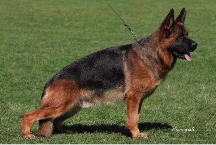 Top German Shepherd Breeder CA
