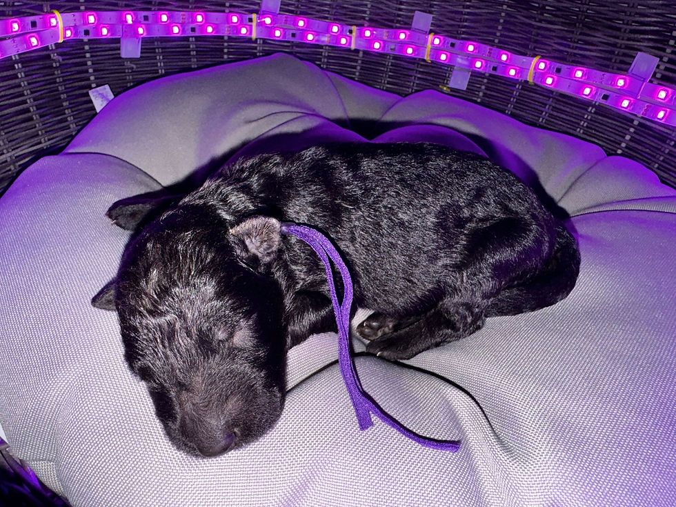 Long Hair Black German Shepherd Puppy for Sale