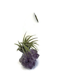 Miniatura: Amethyst & Air Plant