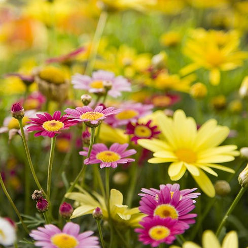 daisy-types-1-1586982298.jpg