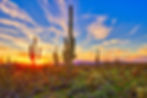 Saguaros at Sunset in Sonoran Desert near Phoenix