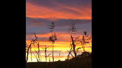 Sunset Grass.PNG