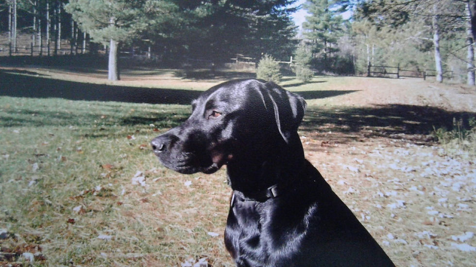 Black Labrador dog looking in the distance