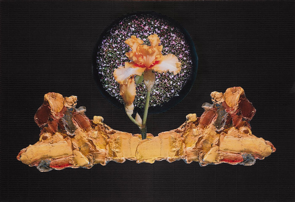 2024 - Iris