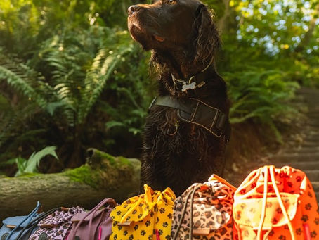 Keeping Your Dog Safe and Comfortable During Summer Walks