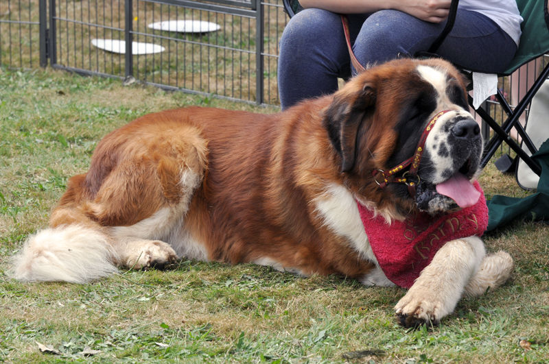 The Best Head collars for St Bernards