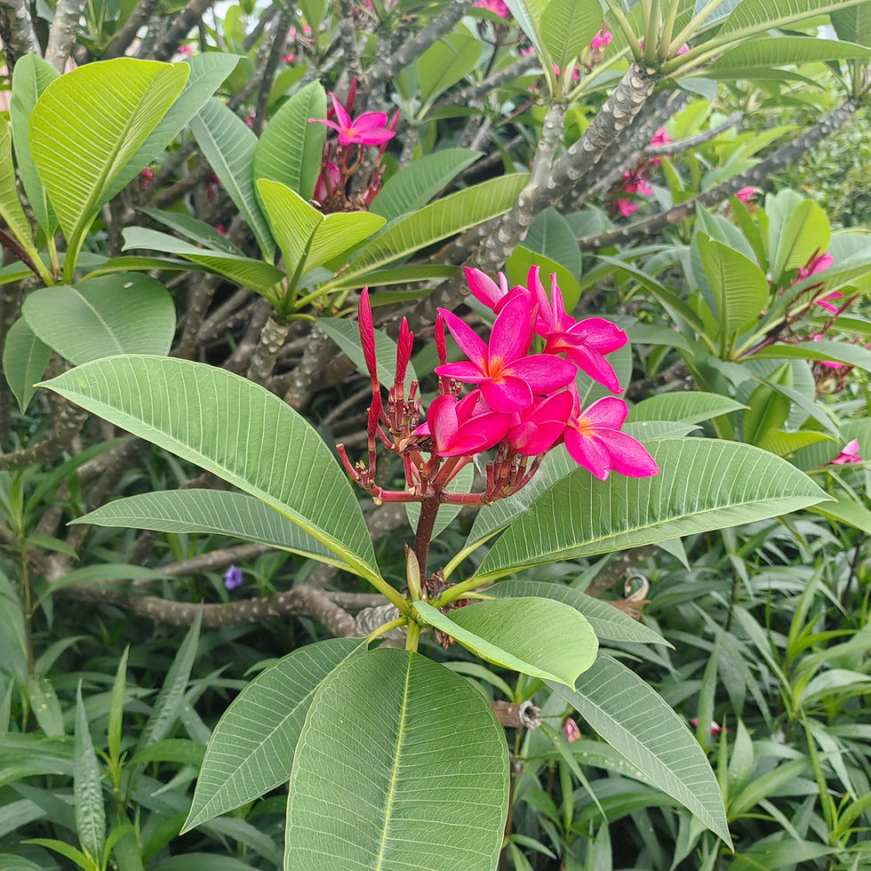 道端に咲くプリメリア